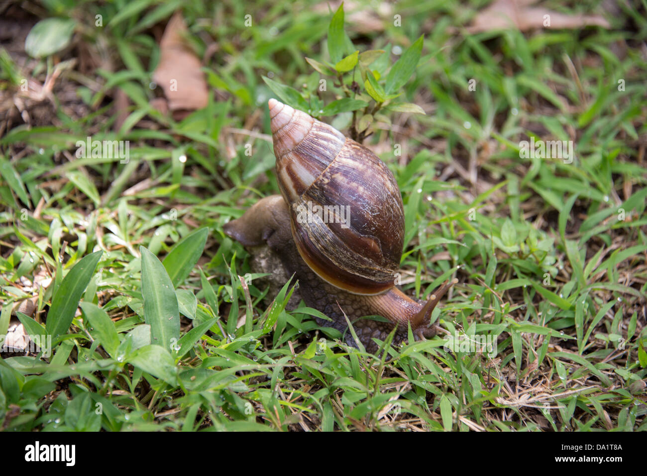 L'Escargot géant Achatina reticulata, (parc national de Jozani et de la baie Chwaka, Zanzibar, République Unie de Tanzanie, Afrique de l'Est. Banque D'Images