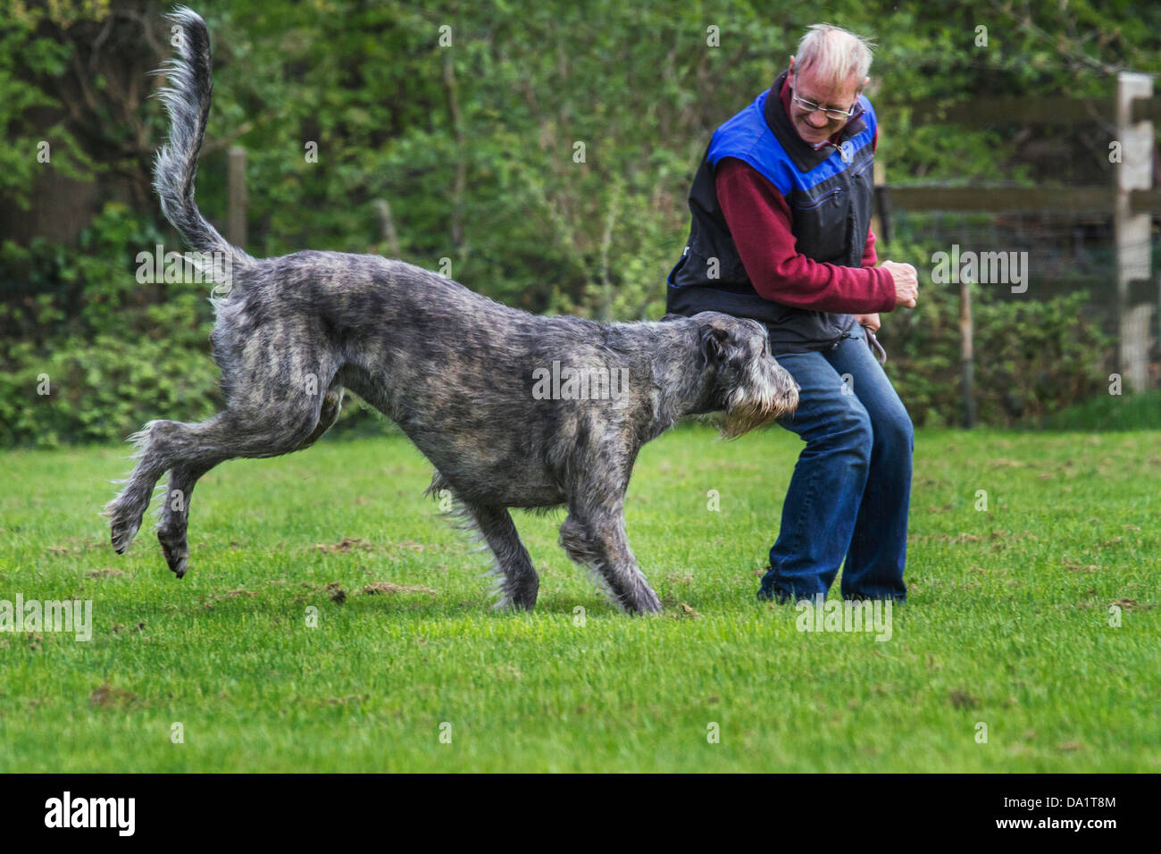 Irish Wolfhound (Canis lupus familiaris) jouer avec les personnes âgées propriétaire dans jardin Banque D'Images