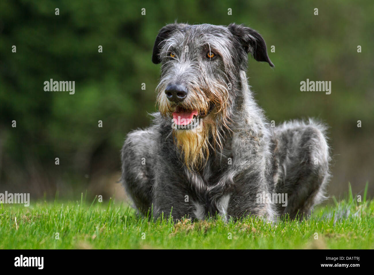 Irish Wolfhound (Canis lupus familiaris) lying in garden Banque D'Images