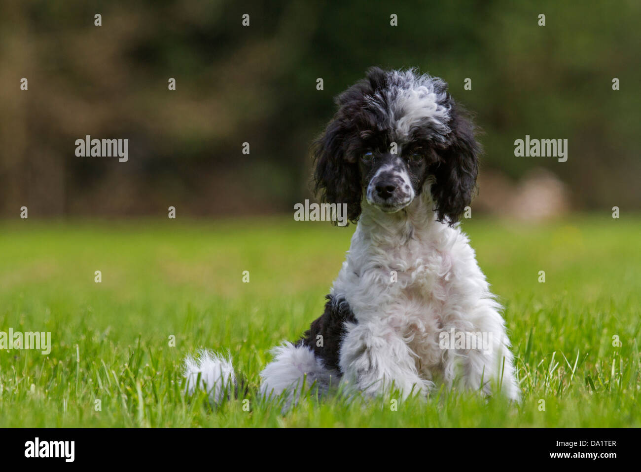 Caniche nain caniche miniature / / caniche nain (Canis lupus familiaris) puppy sitting in garden Banque D'Images
