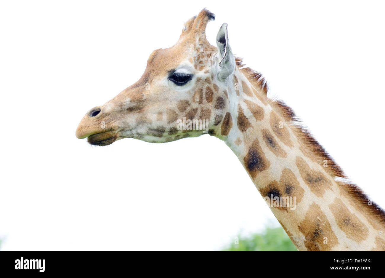 Gros plan girafe profil du dirigeant modèle détail fourrure montrant Banque D'Images