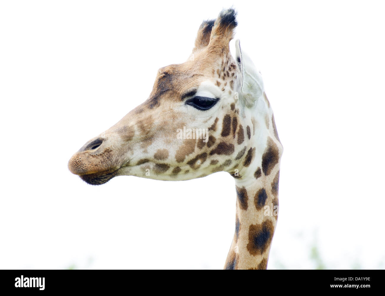 Tête de girafe en profil fermer détail motif spotted fourrure montrant Banque D'Images