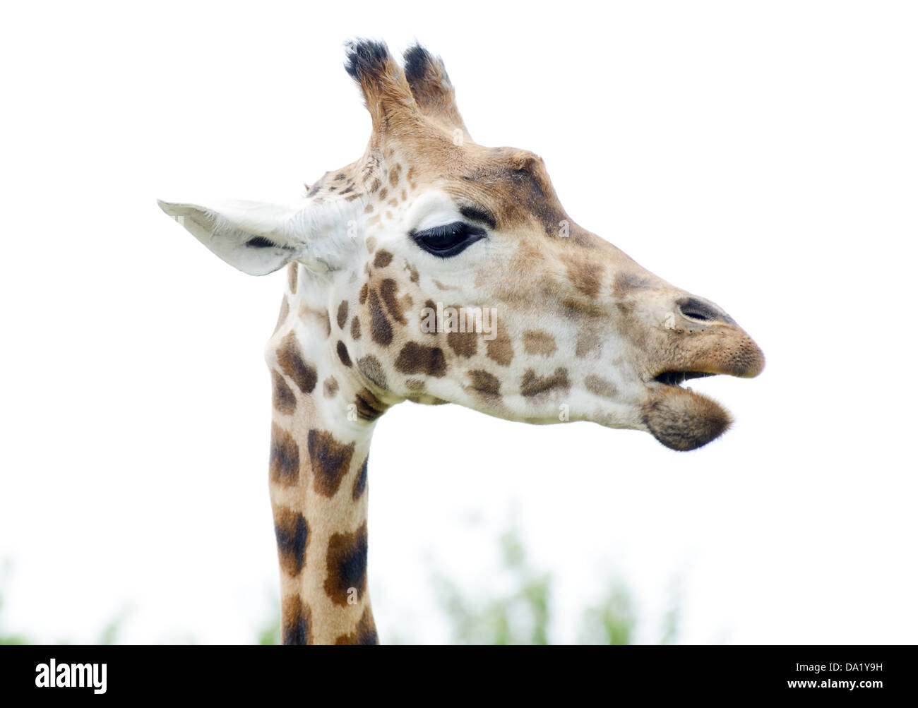 Gros plan sur la mastication girafe profil affiche le détail de la tête et du cou Banque D'Images