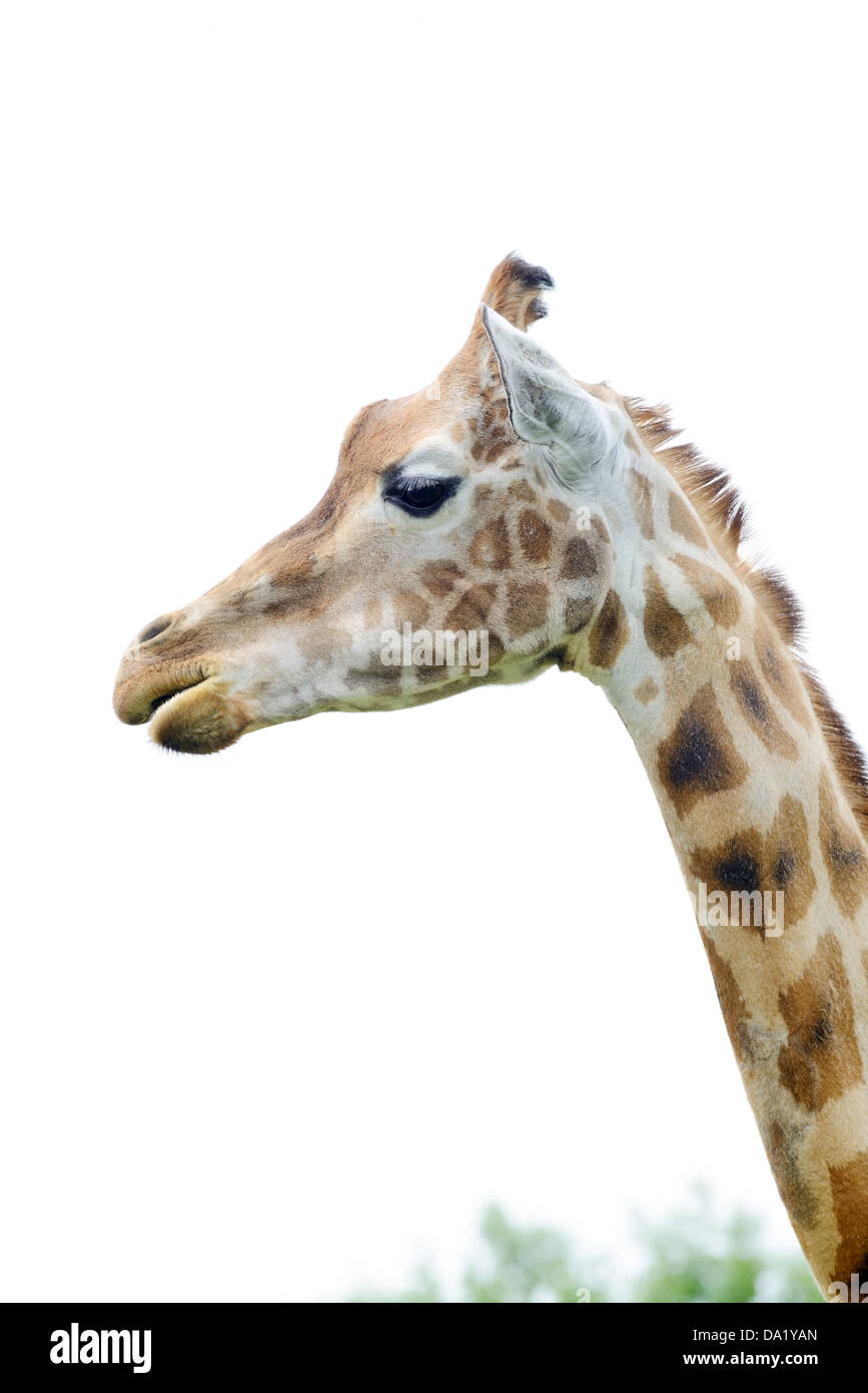 Girafe en gros plan profil montre motif détail fourrure Banque D'Images