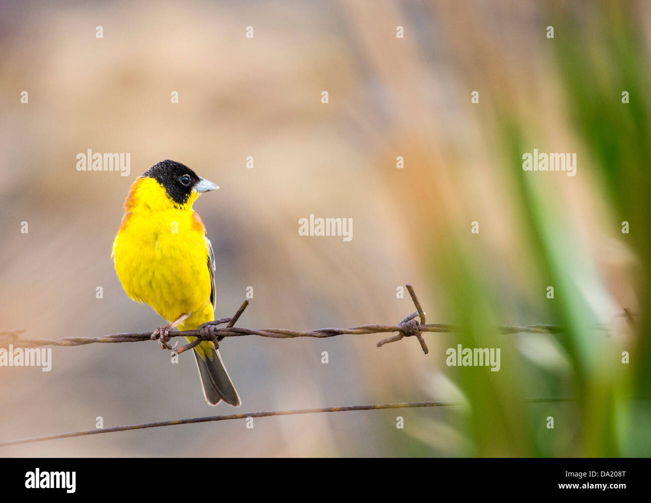 Une tête noire (Emberiza melanocephala) à Skala Eresou, Lesbos, Grèce. Banque D'Images