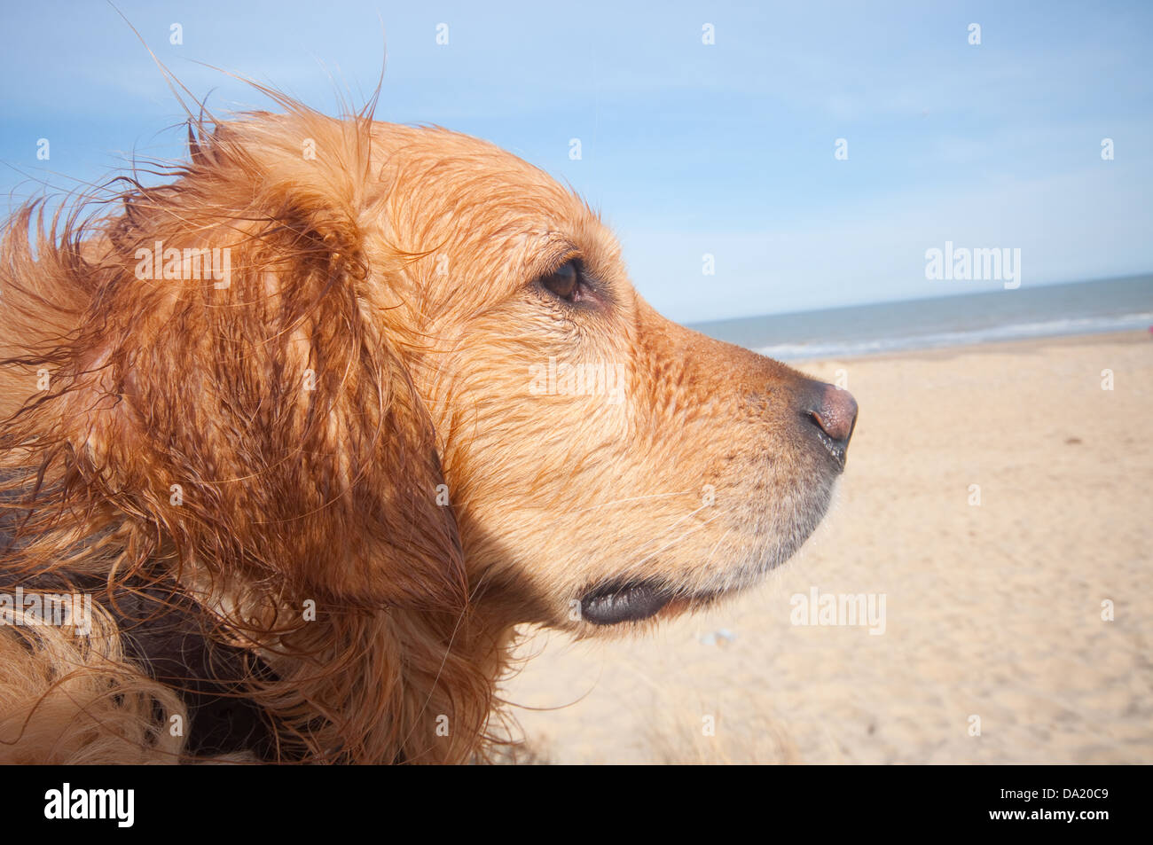 Un jeune mâle Golden Retriever, assis sur une plage au soleil à Norfolk après la baignade dans la mer. Banque D'Images