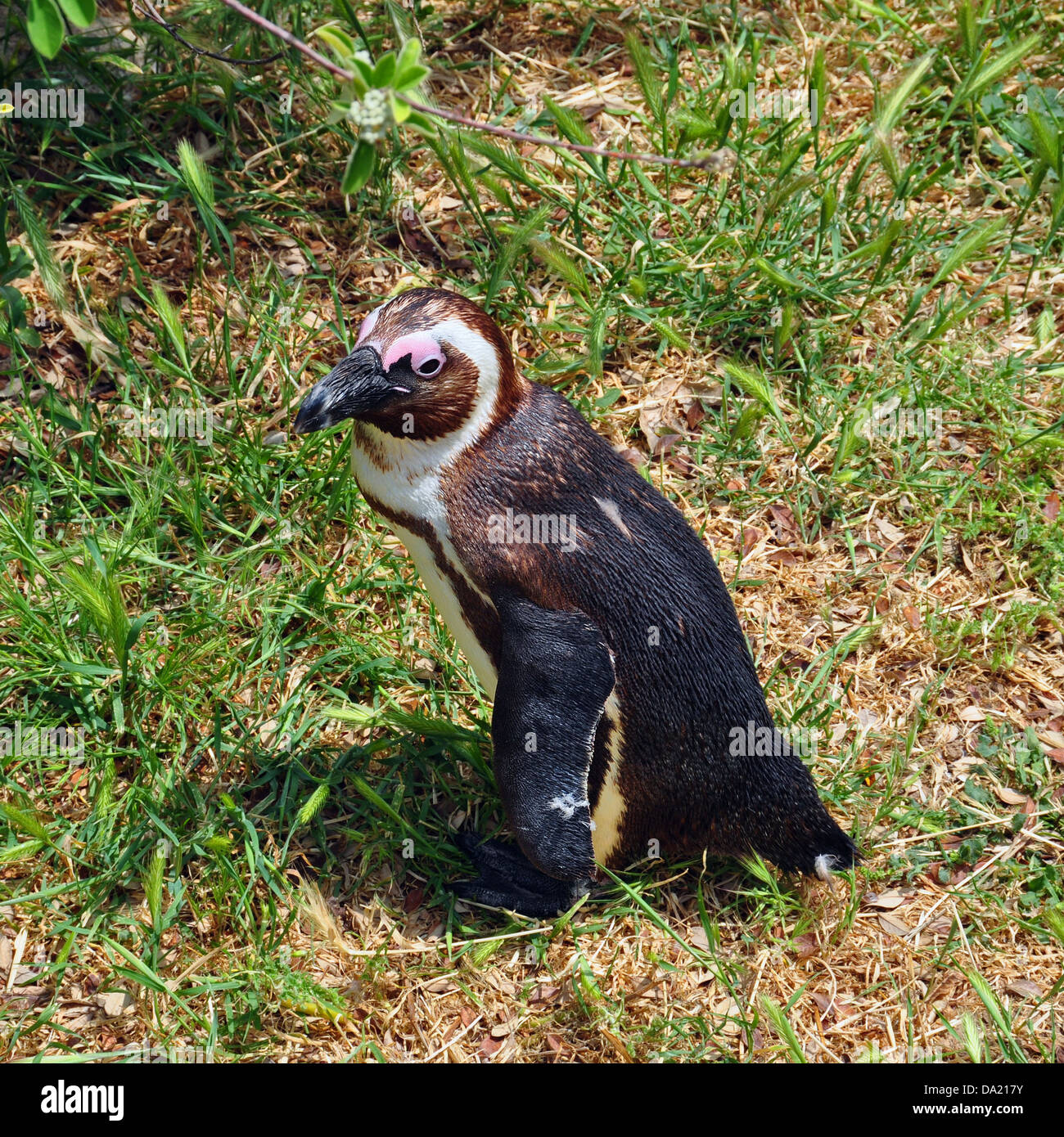 Putois d'Afrique penguin marche sur l'herbe. Animal en milieu naturel. Banque D'Images