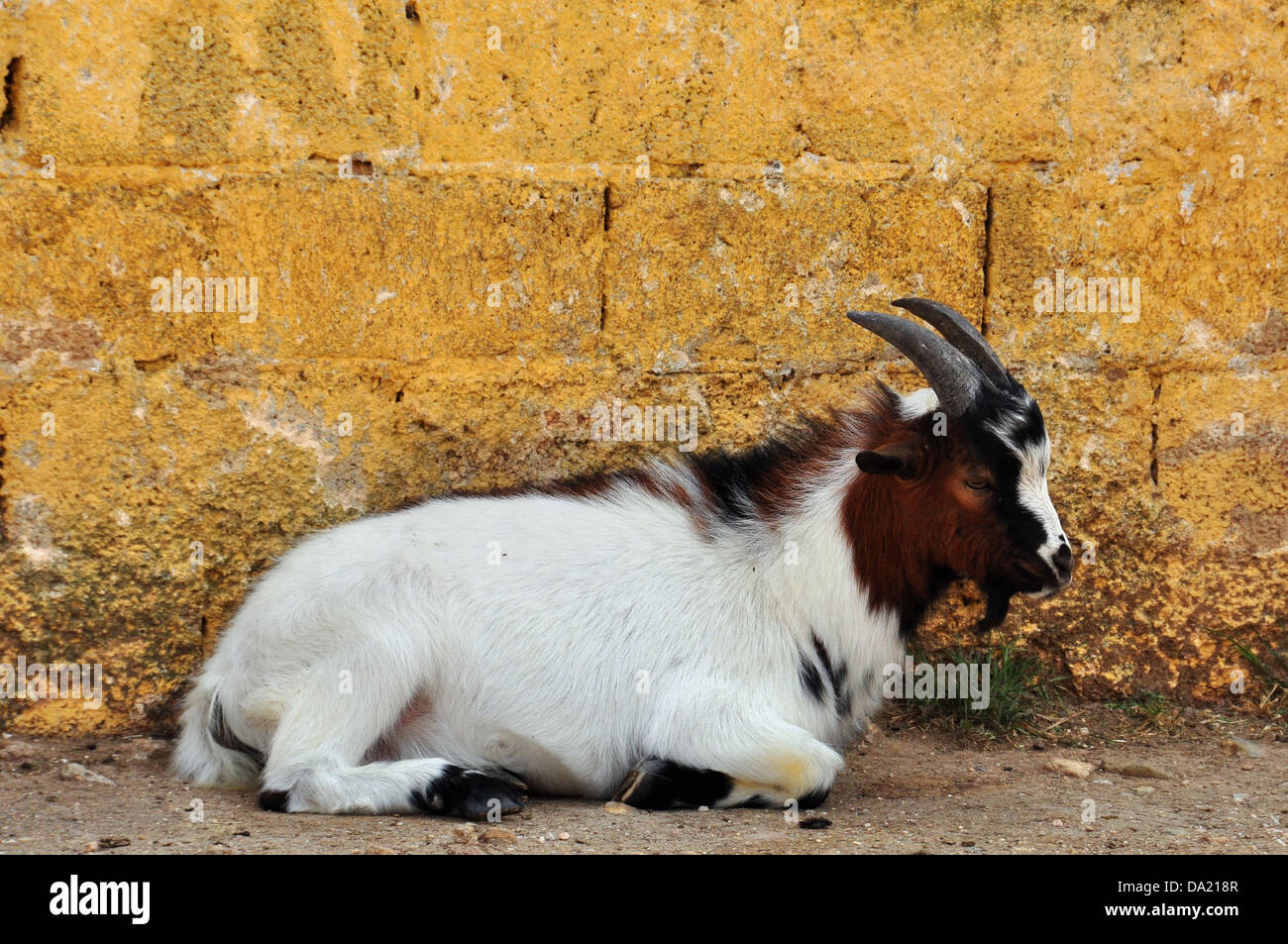 Chèvre pygmée africaine reposant contre un mur texturé. Contexte L'animal. Banque D'Images