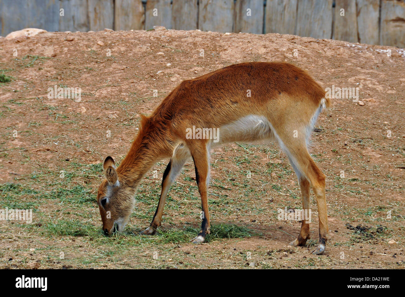 Antilope brun cobes lechwes se nourrissent d'herbe. Les animaux herbivores. Banque D'Images