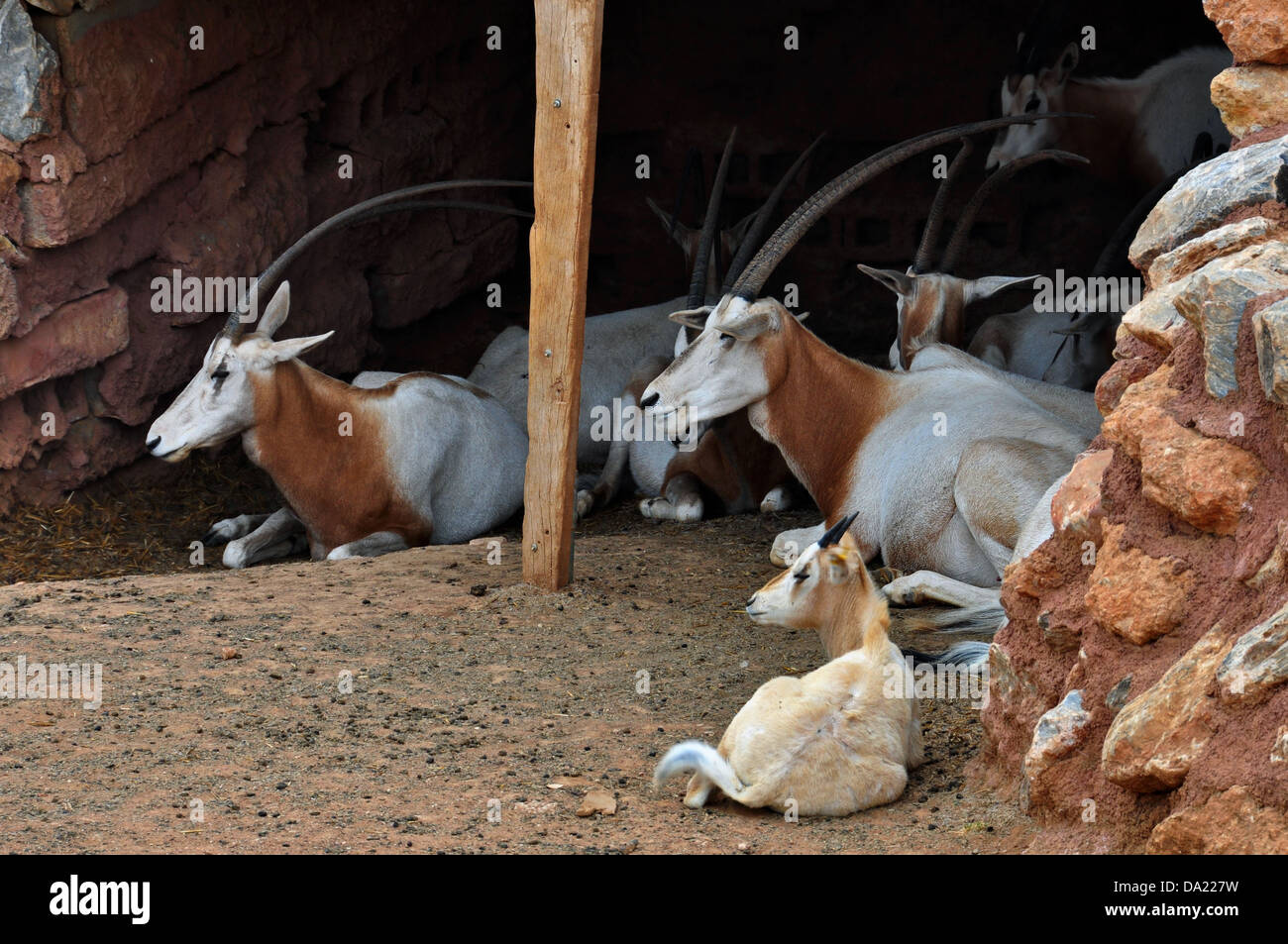 Troupeau d'antilopes oryx cornu cimeterre au repos. Animal mammifère disparu à l'état sauvage. Banque D'Images