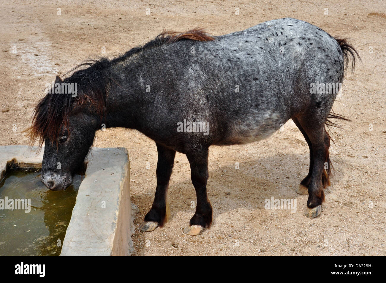 Cheval poney sauvage de Skyros. L'eau potable. Banque D'Images