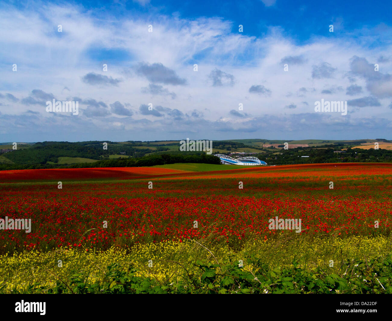 Mer de coquelicots, Falmer : vers le stade de l'Amex, Brighton et Hove Albion's home, Parc National des South Downs, Sussex, Angleterre Banque D'Images