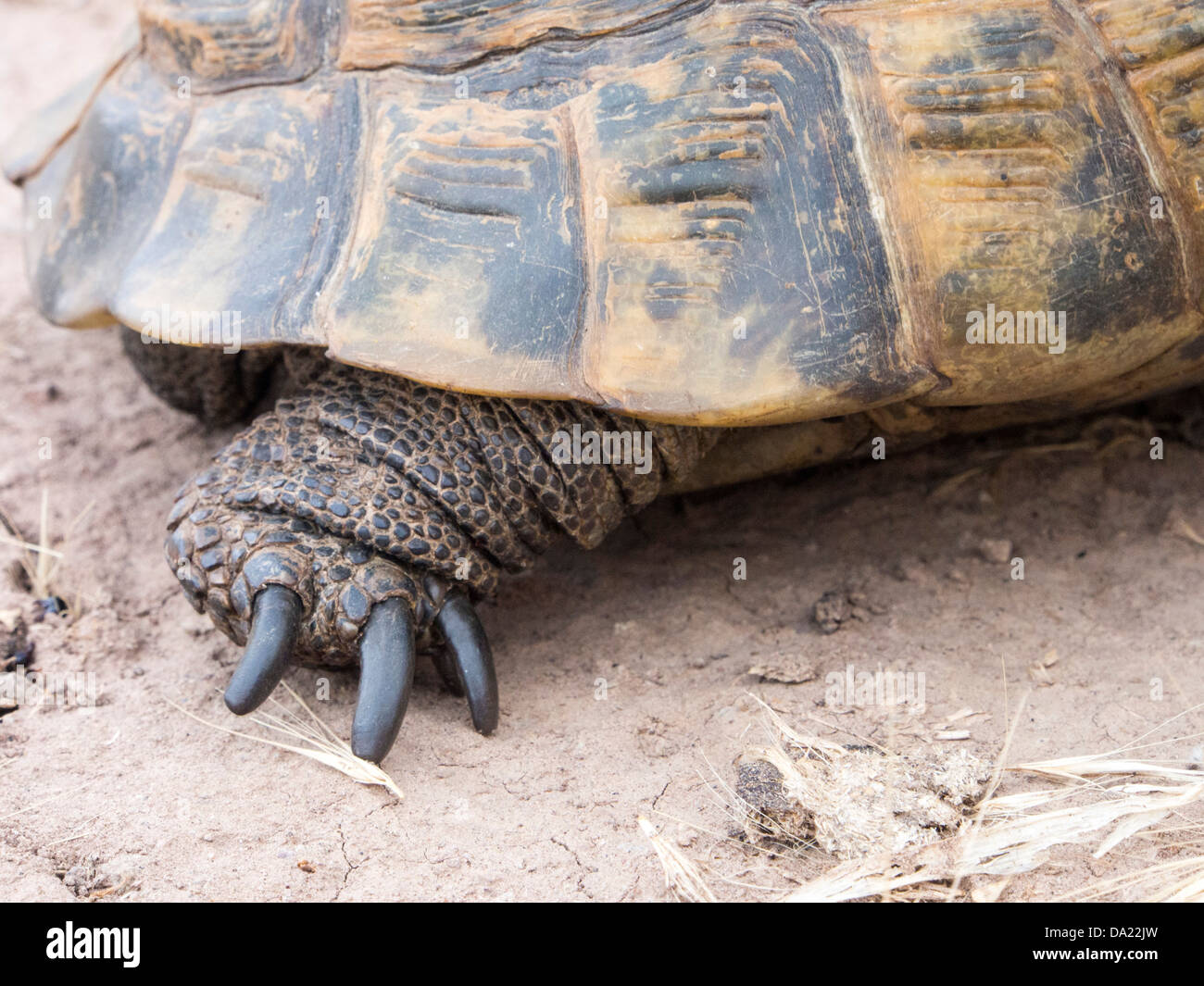 Un Marginated Tortoise (Testudo marginata) sur Lesbos, Grèce. Banque D'Images Un Marginated Tortoise (Testudo marginata) sur Lesbos, Grèce. Banque D'Images