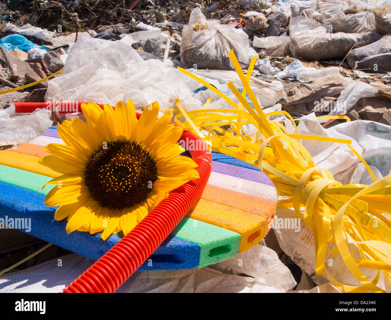 Les décharges sauvages illégaux de déchets près de Skala Eresou sur Lesbos, Grèce, avec un tournesol. Banque D'Images