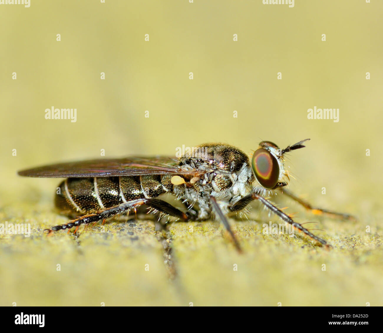 Gros plan macro d'une mouche perché sur une planche en bois. Banque D'Images