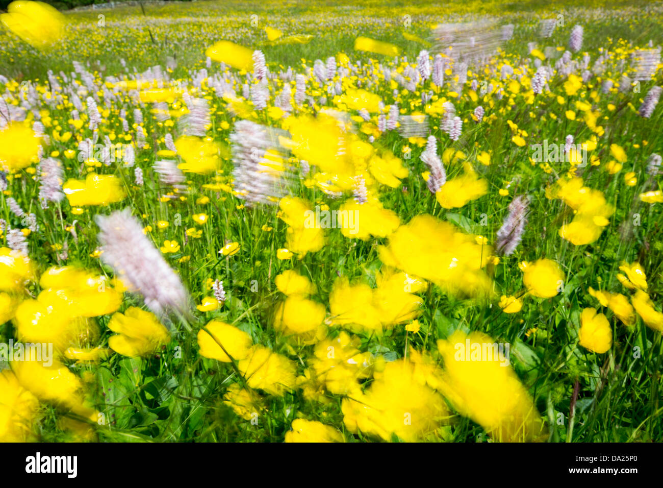 La Bistorte Eau, renoncules, trèfle et autres fleurs sauvages poussant dans une espèce traditionnelle riche hay meadow à Windermere, Lake District, UK. Plus de 90  % des prairies de fauche ont été perdus dans le Royaume-Uni, en raison de se tourner vers les agriculteurs plutôt que de l'ensilage de foin. La plupart des prairies ont été labourée et réensemencez avec Ray-grass monotone, avec une grande perte de la biodiversité. Banque D'Images