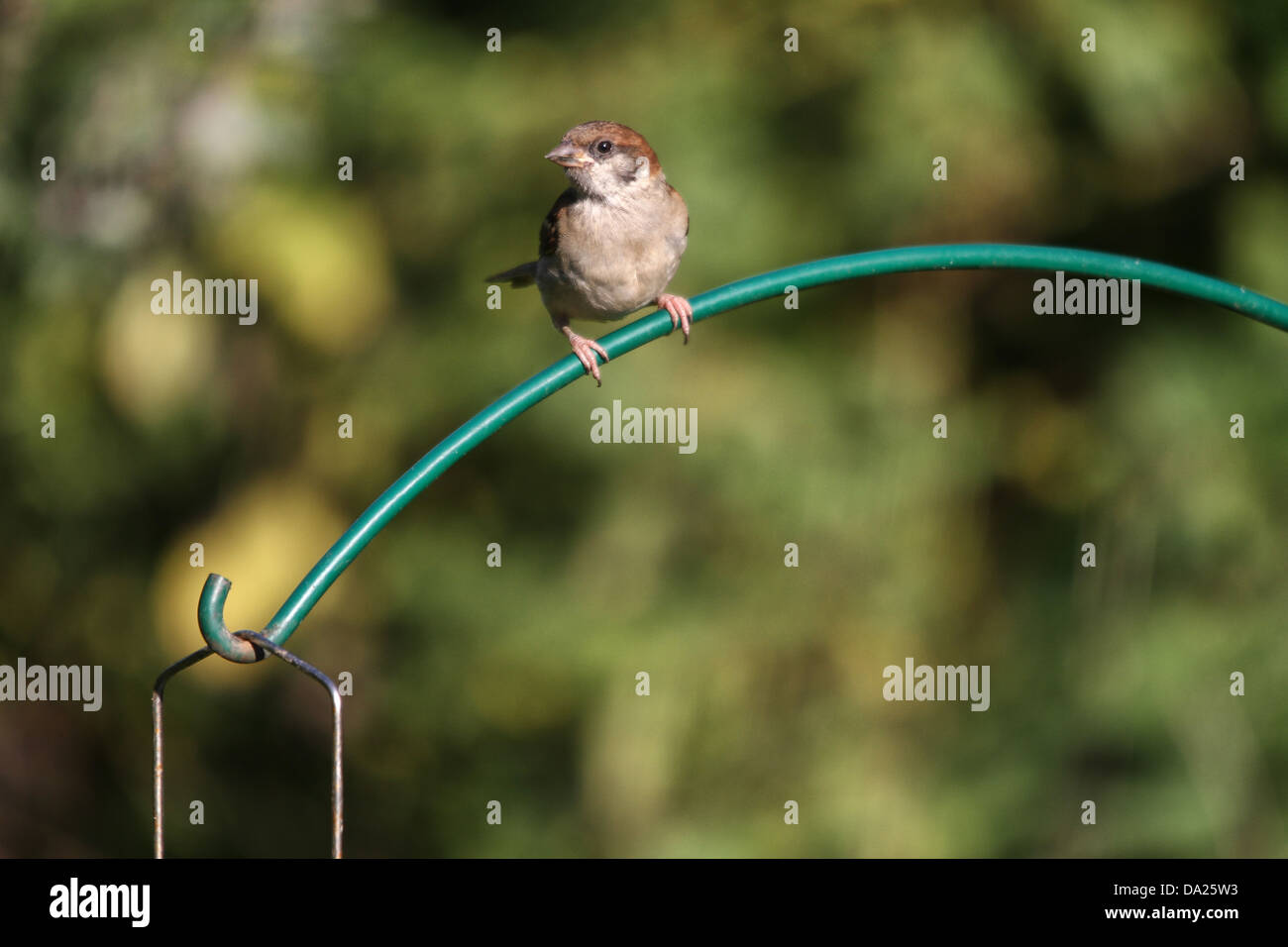 Un petit oiseau, perché sur un chargeur ressemble à l'appareil photo. Shallow d.o.f., l'arrière-plan flou, place pour le texte TL, TR, BR Banque D'Images