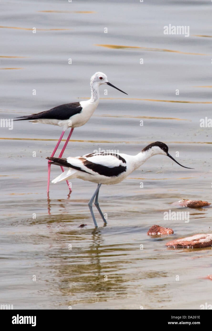 Black Winged Stilt (Himantopus himantopus) et l'avocette (Recurvirostra avosetta) sur les marais salants sur Lesbos, Grèce. Banque D'Images