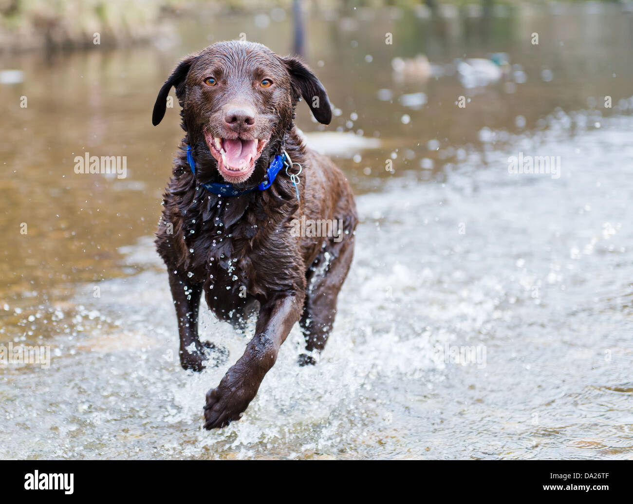 Labrador qui traverse l'eau de la rivière Wharfe à Bolton Abbey. Banque D'Images