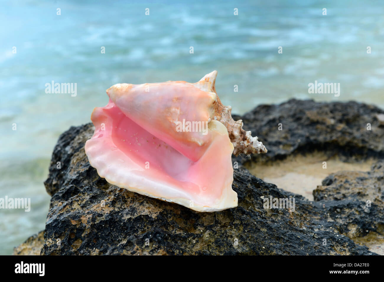Conque sur Rock Island, West Caicos dans les îles britanniques Banque D'Images