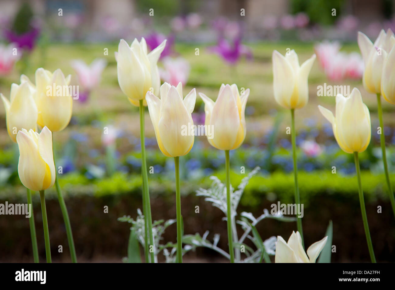 Tulipes blanches poussant dans le jardin de l'hôtel Carnavalet, dans le quartier du Marais, Paris France Banque D'Images