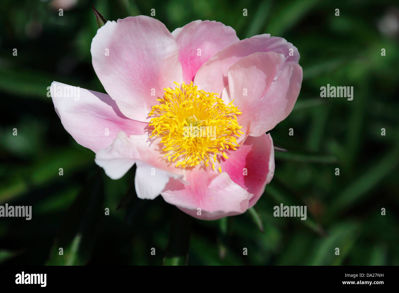 Fleur de pivoine Rose de jardin Banque D'Images