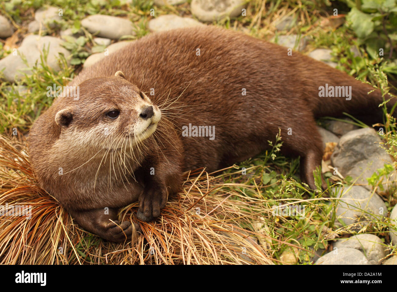 Un Africain Clawless Otter jusqu'à de il lit le long d'une rivière. Banque D'Images