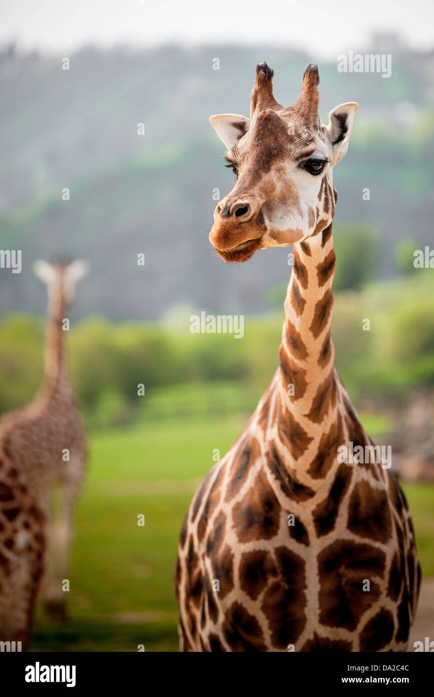 Les Girafes au zoo safari park Banque D'Images