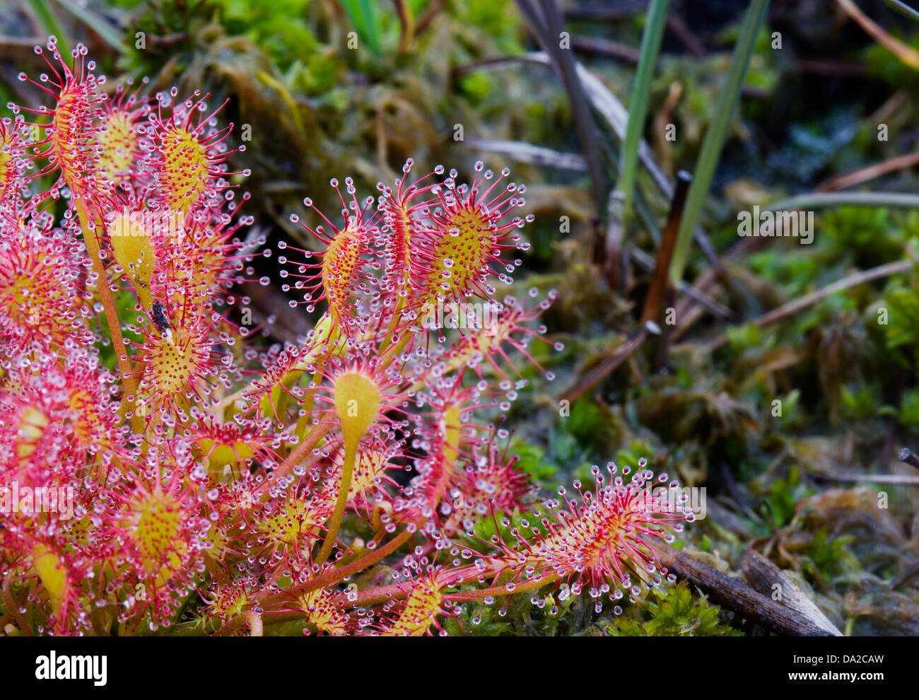 Oblong-leaved sundew Banque D'Images