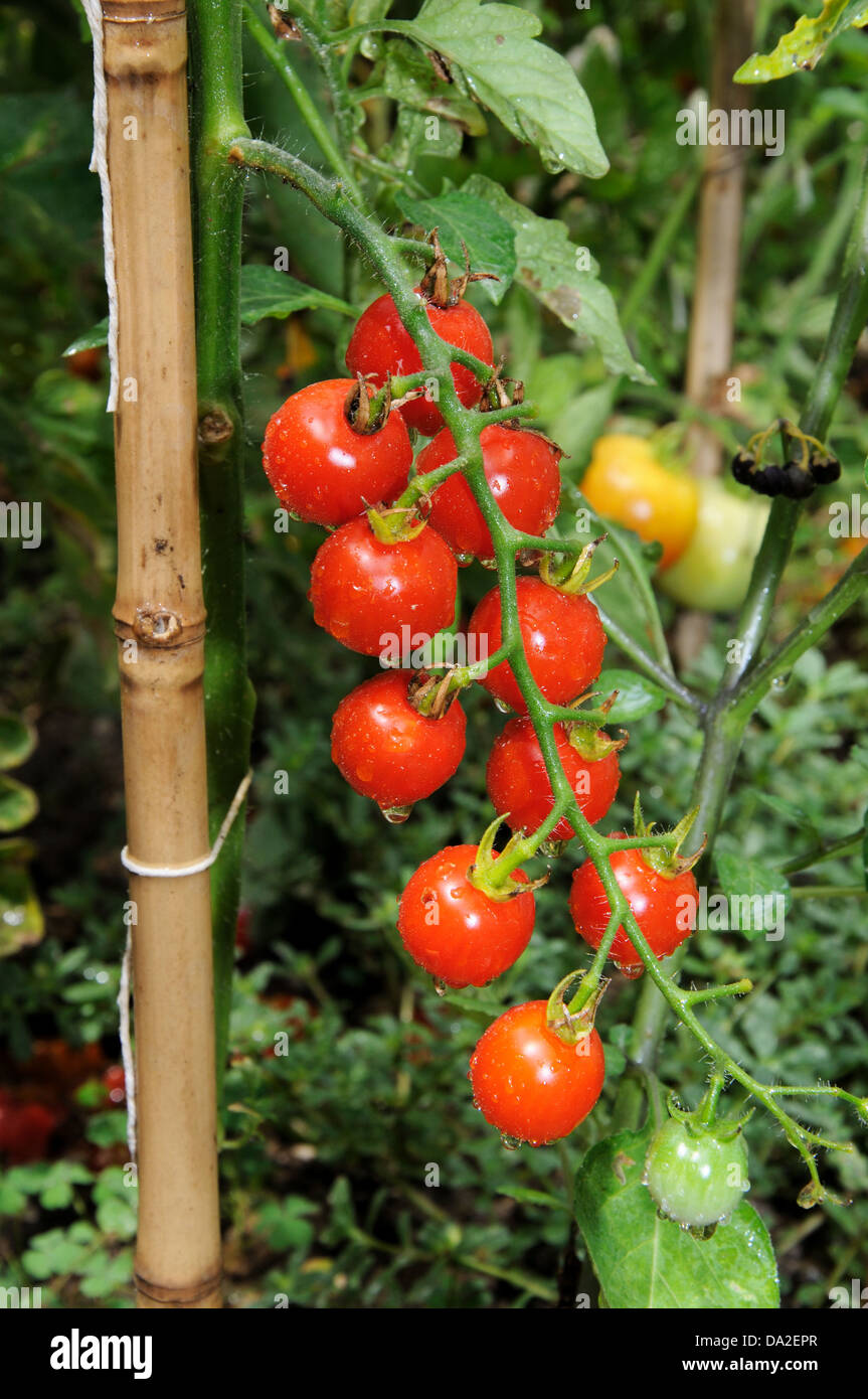 Tomates cerises douces mûres millions sur Millions de plantes (doux), Andalousie, Espagne, Europe de l'Ouest. Banque D'Images