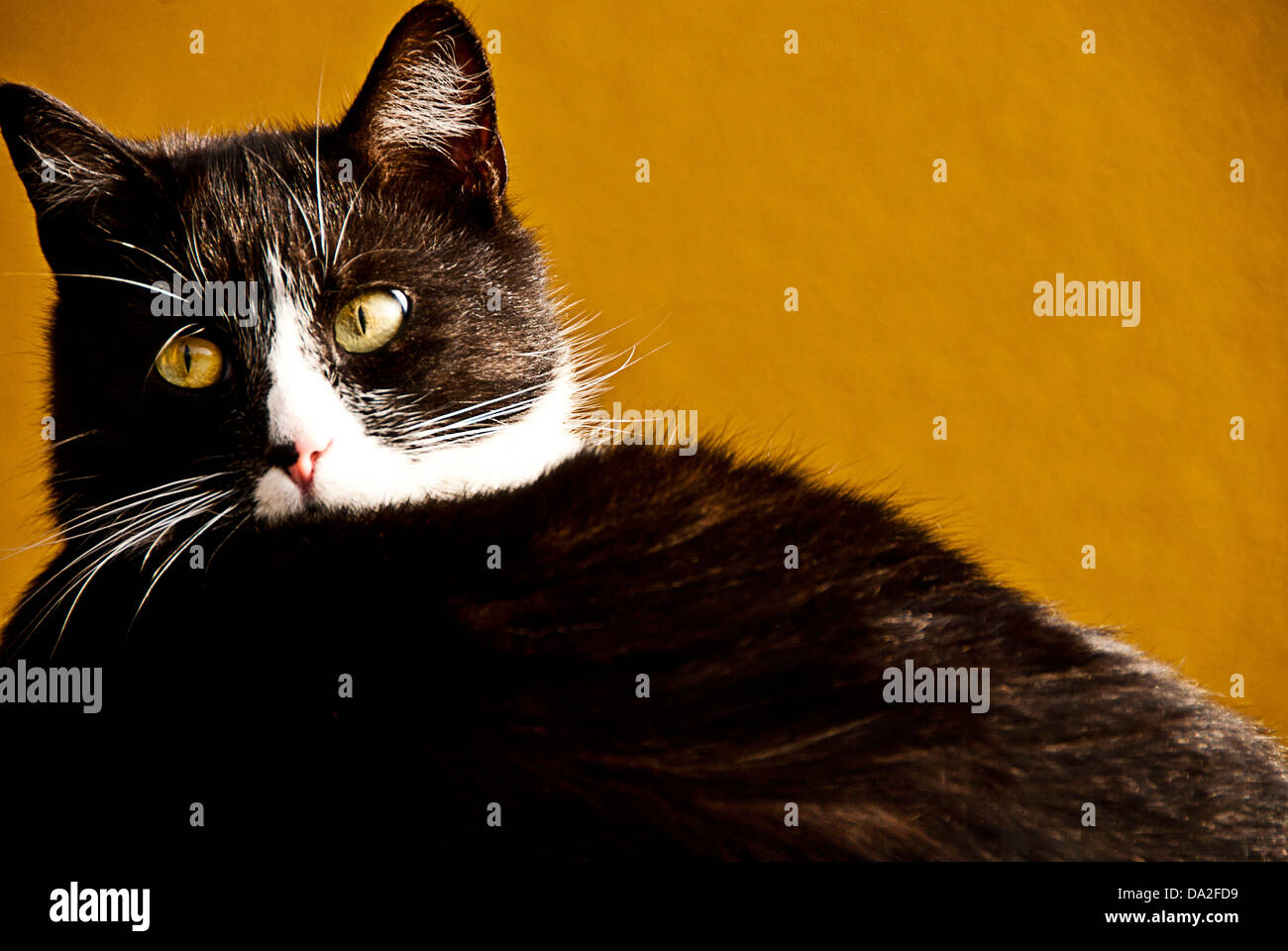 Chat bicolore intérieur Banque D'Images