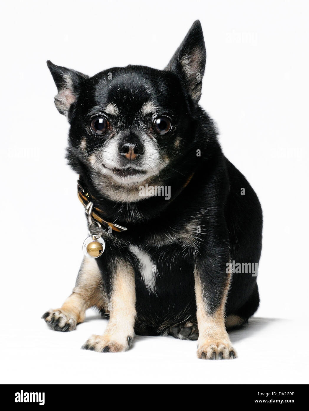 Un portrait d'un vieux Chihuahua Banque D'Images