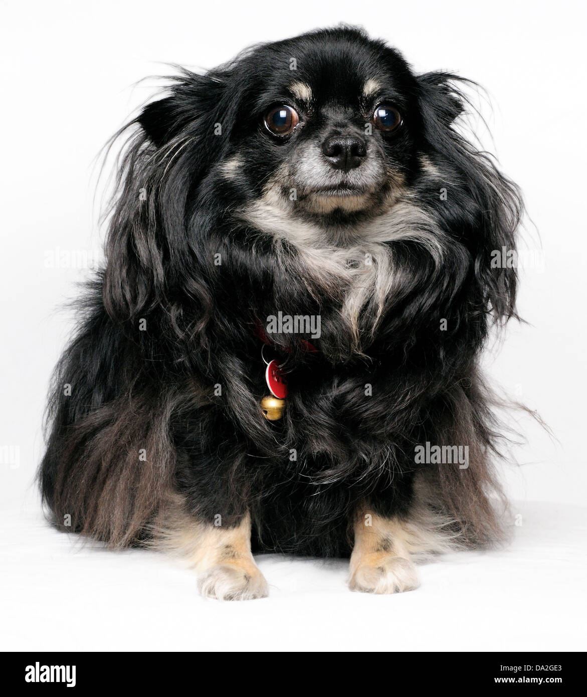 Un chihuahua assis avec un fond blanc Banque D'Images