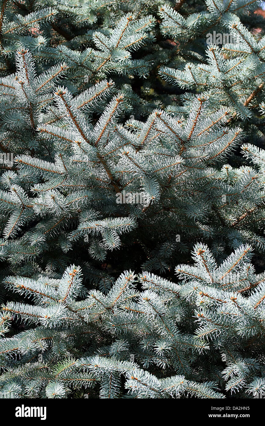 C'est un gros plan de tir comme pine tree belle texture. Banque D'Images