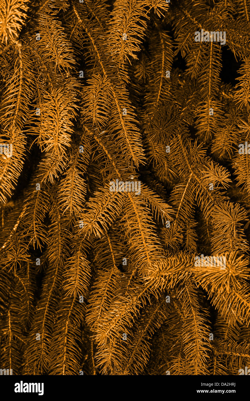 C'est un gros plan de tir comme pine tree belle texture en couleur sépia Banque D'Images