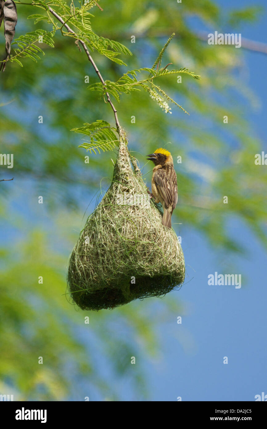 La Baya Weaver (Ploceus philippinus) est un weaverbird trouvés à travers l'Asie du Sud et Sud Est. Banque D'Images