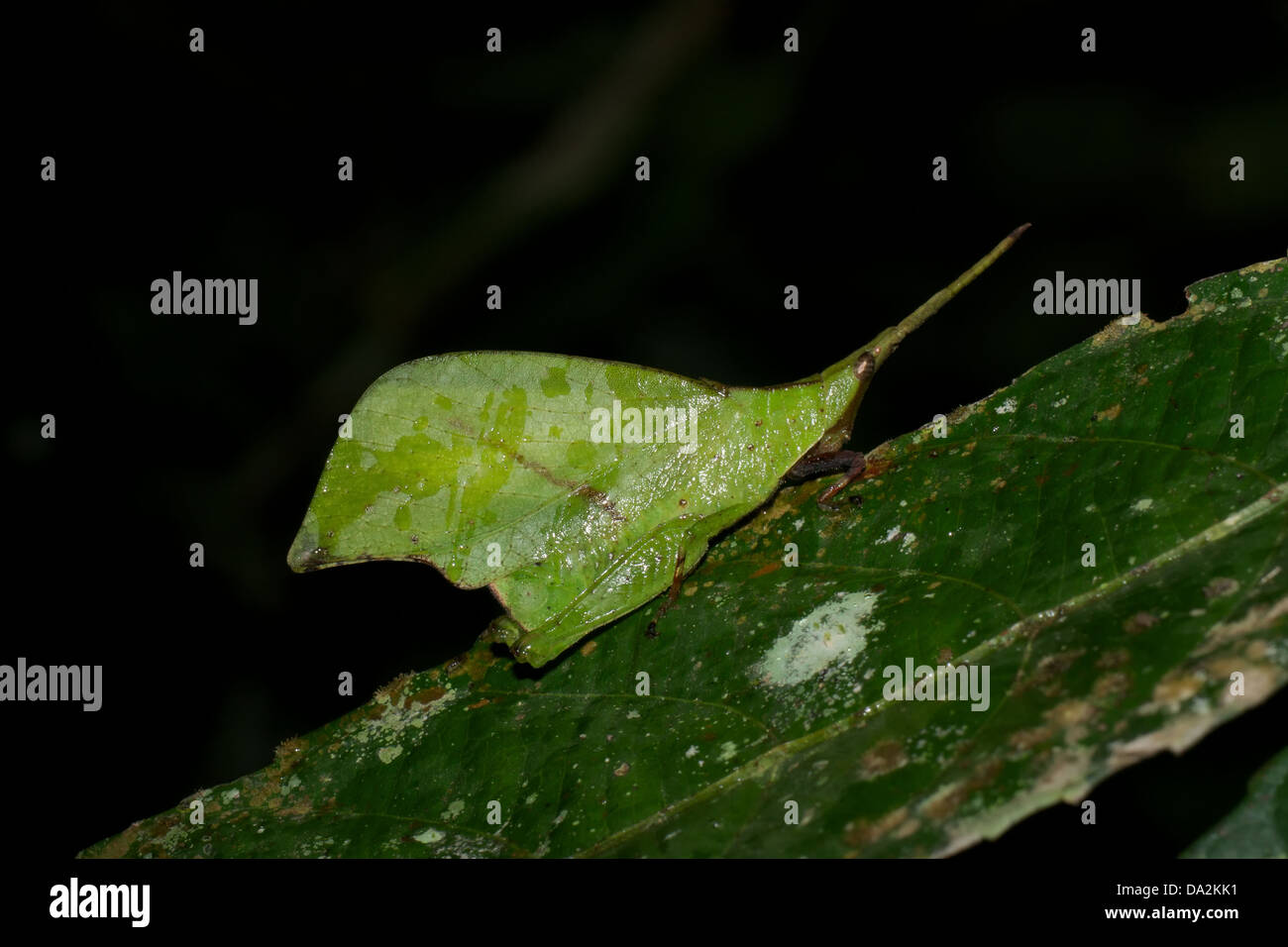 Systella Dusmeti. Katydid ressemblent feuilles du genre est Systella, un iguane sauterelle (Caelifera) Banque D'Images