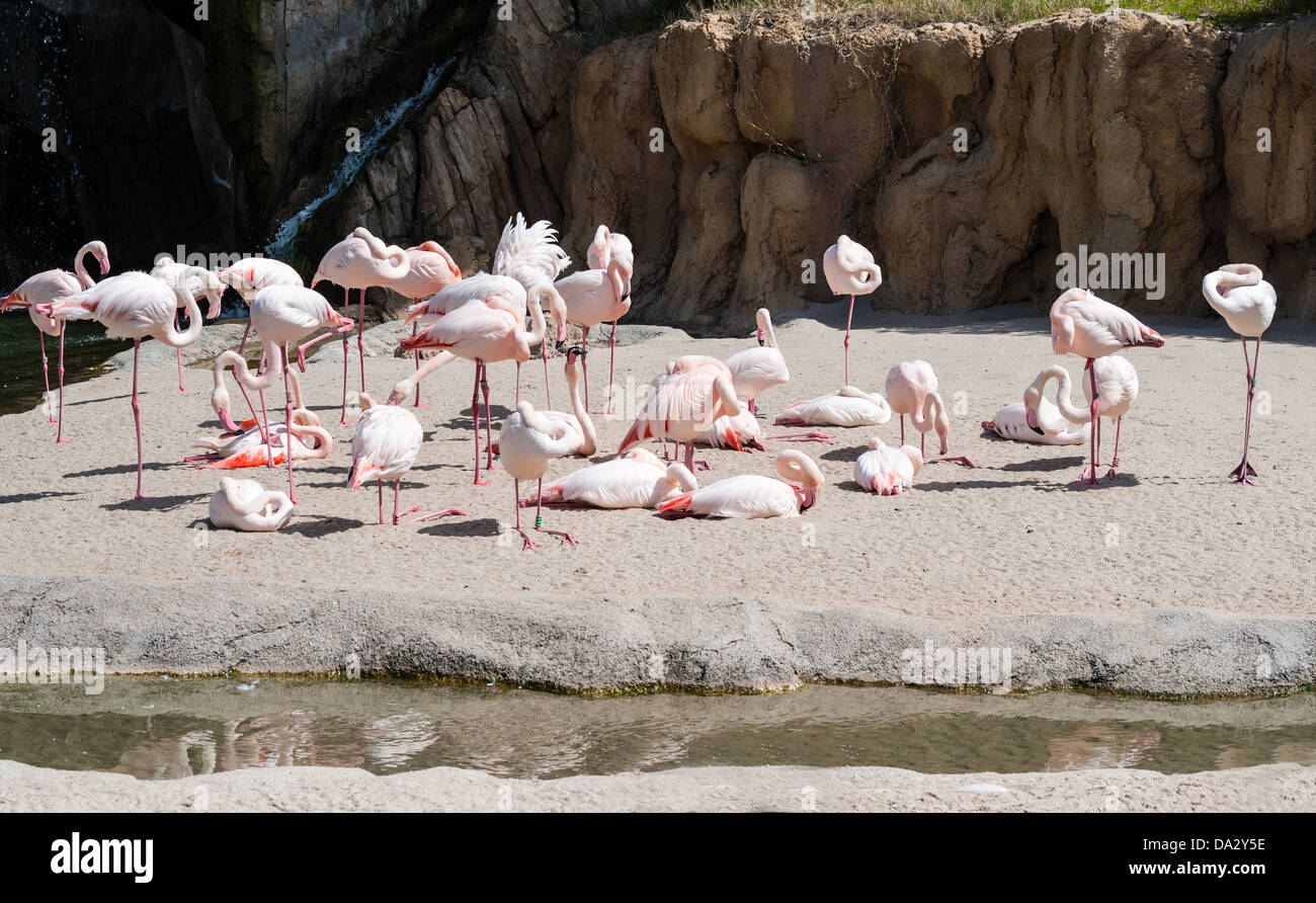 Groupe de flamants roses à côté d'un lac Banque D'Images