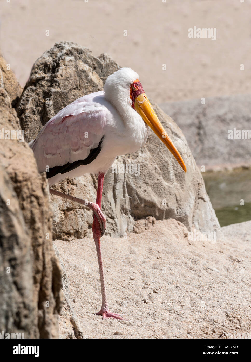 Bec jaune Cigogne debout sur une jambe Banque D'Images