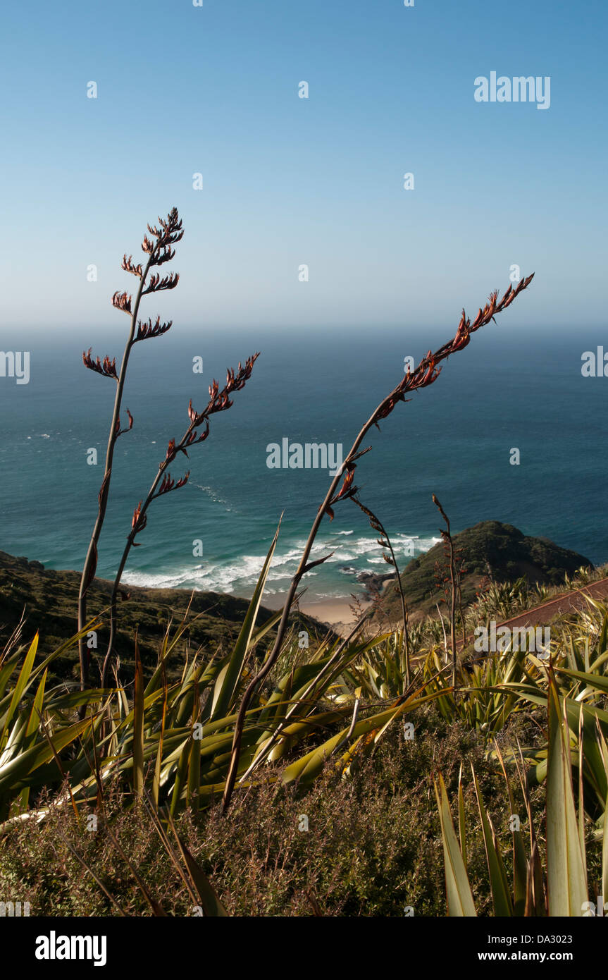 La floraison du lin de Nouvelle-zélande Phormium tenax. Neuseeländer Blühender Flachs Phormium tenax. Banque D'Images