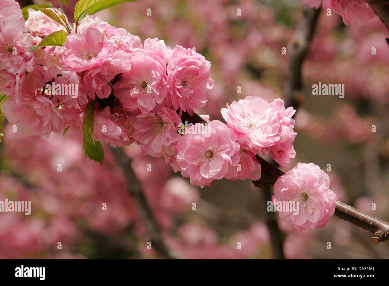 Fleurs roses sur des arbres en fleurs, Beijing, Chine Banque D'Images