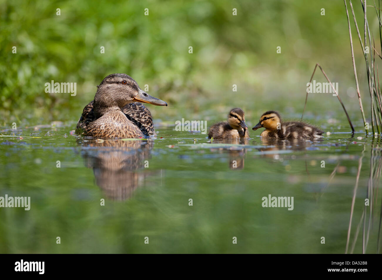 Une femelle colvert avec canetons dans Sussex Arundel Banque D'Images