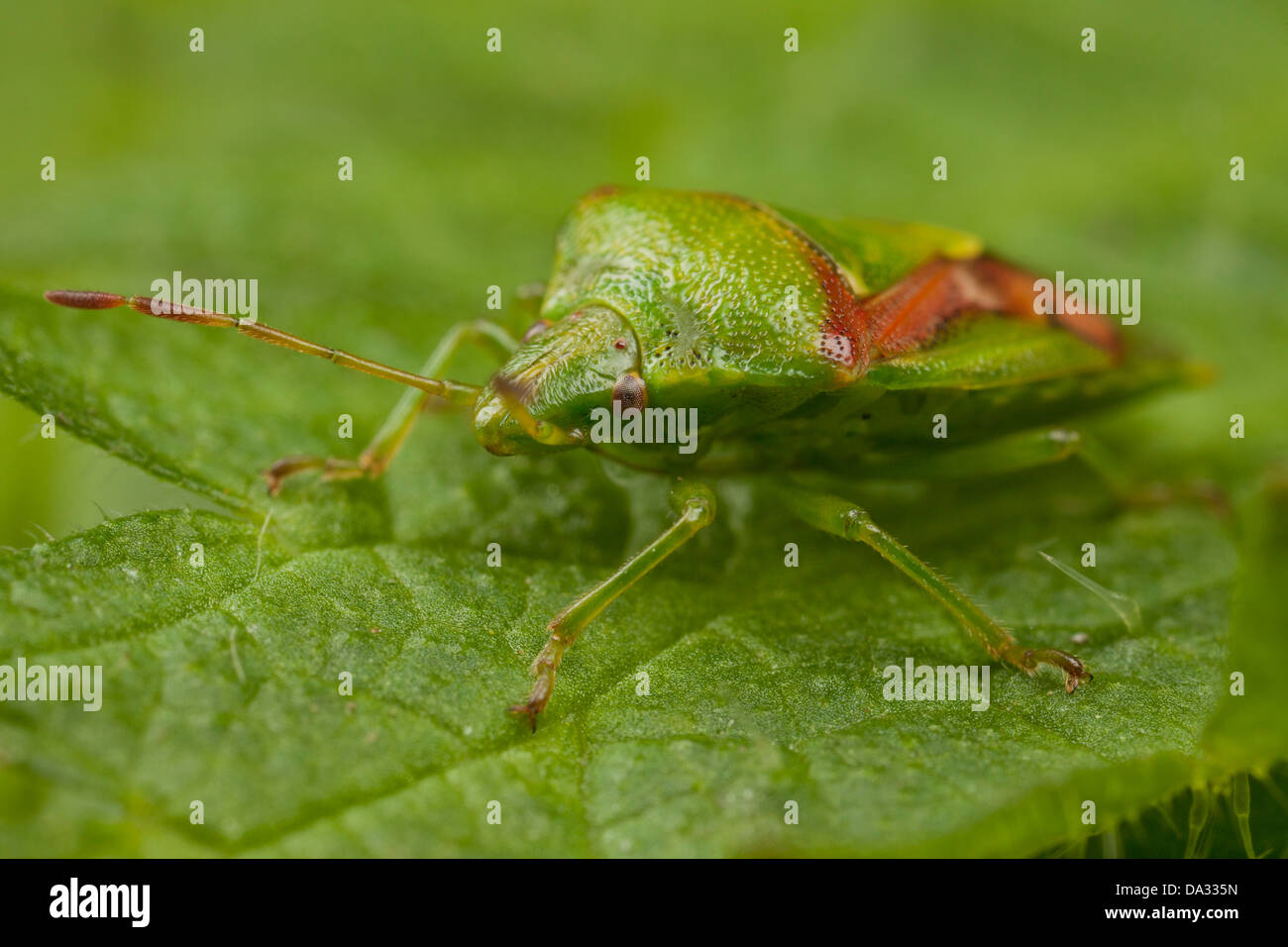 Une aubépine shield bug repose sur une feuille dans un jardin en Angleterre Banque D'Images
