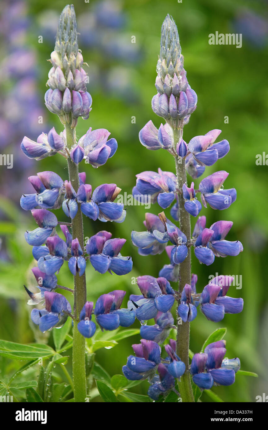 La baie Nootka lupin (Lupinus nootkatensis) fleurs close-up les espèces envahissantes introduites à partir du nord au sud de l'Islande Europe Banque D'Images