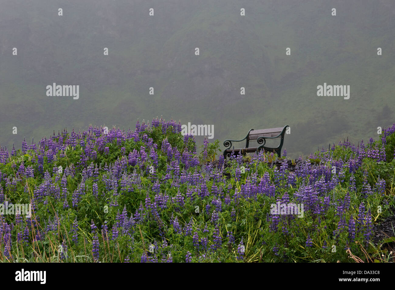 La baie Nootka lupin (Lupinus nootkatensis) fleurs avec banc de brouillard tôt le matin le Sud de l'Islande Europe Banque D'Images