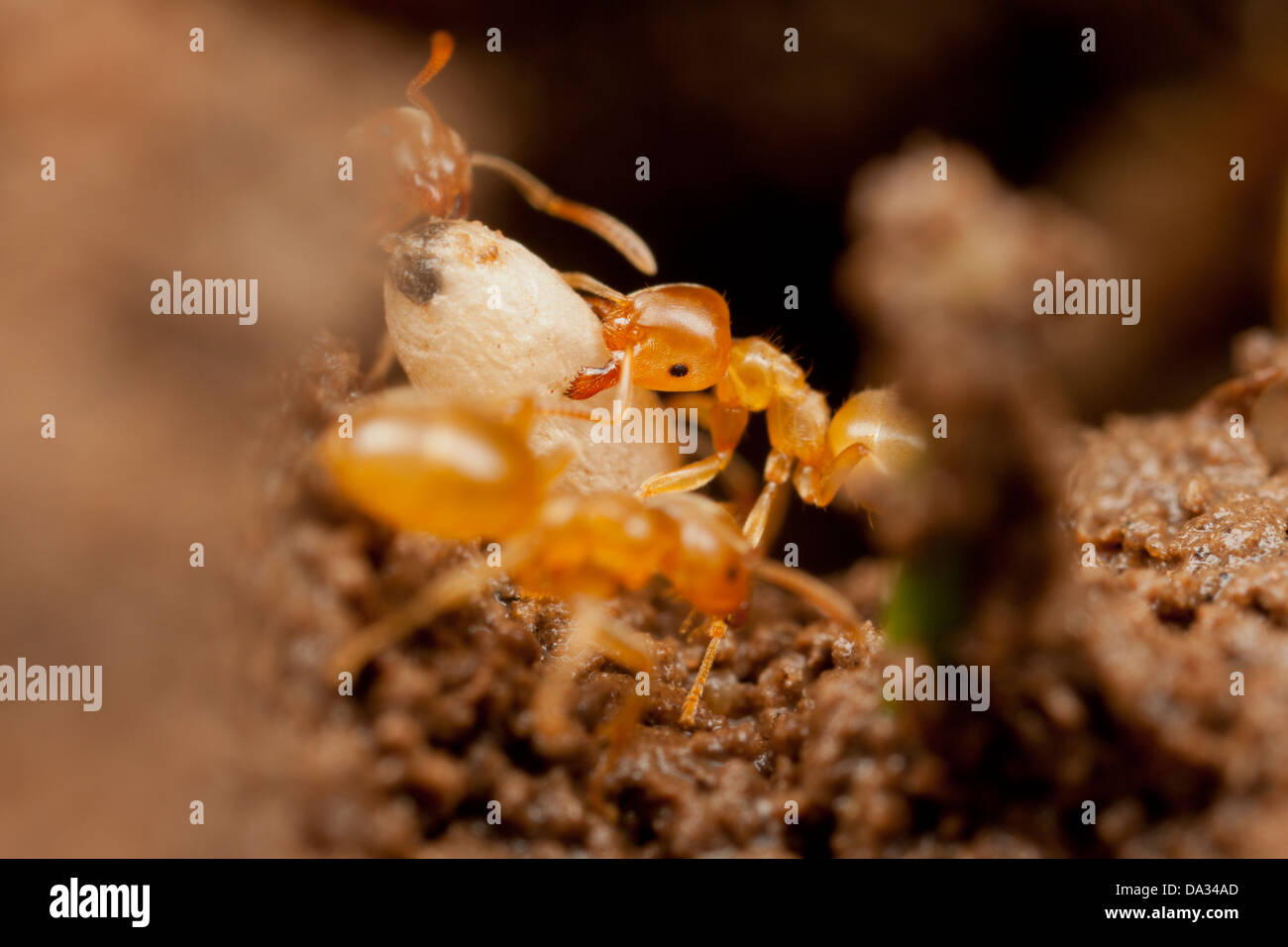 Fourmis transportant des oeufs prés Banque D'Images