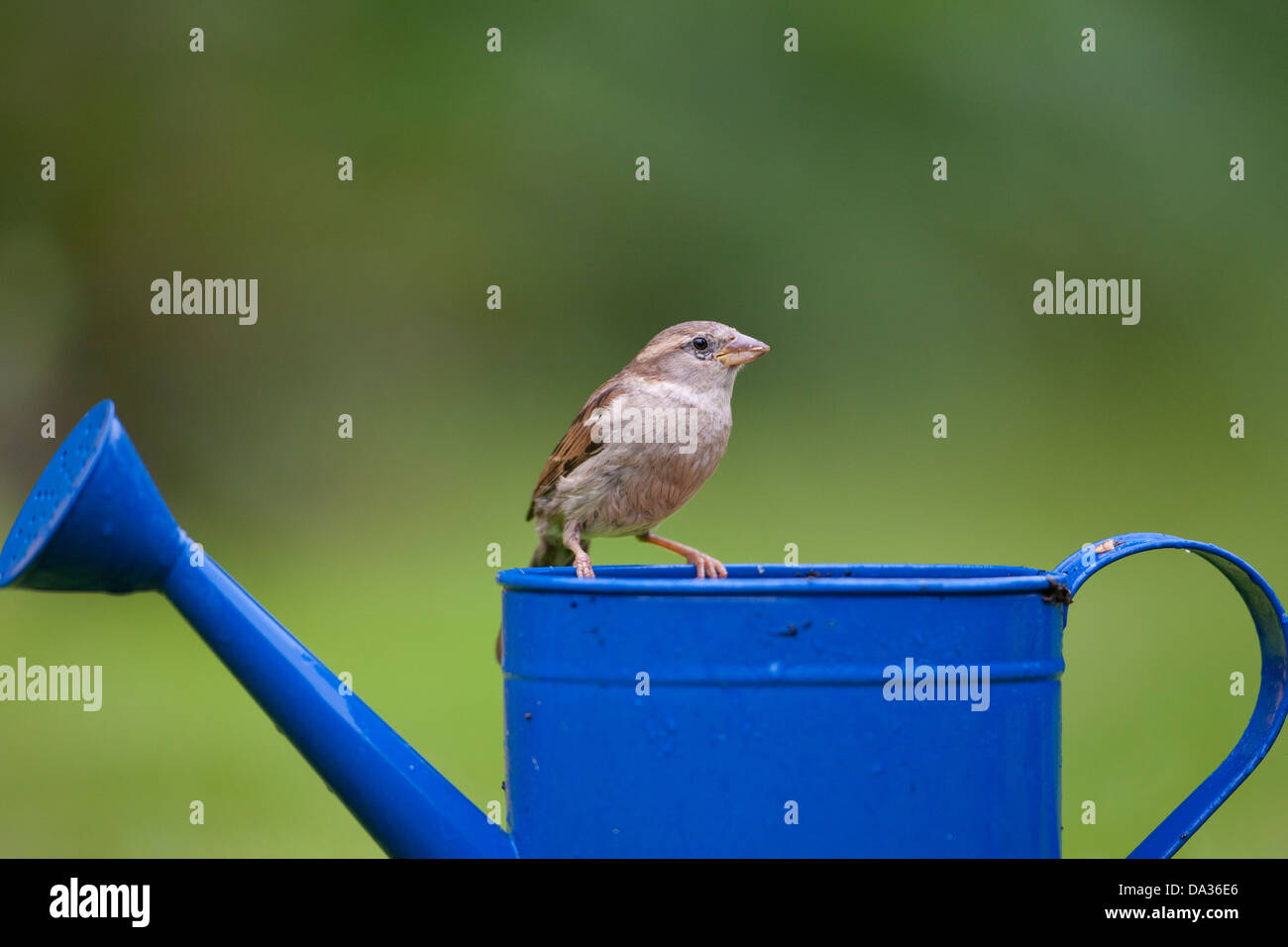 Le moineau domestique se trouve sur un arrosoir bleu dans un jardin Banque D'Images