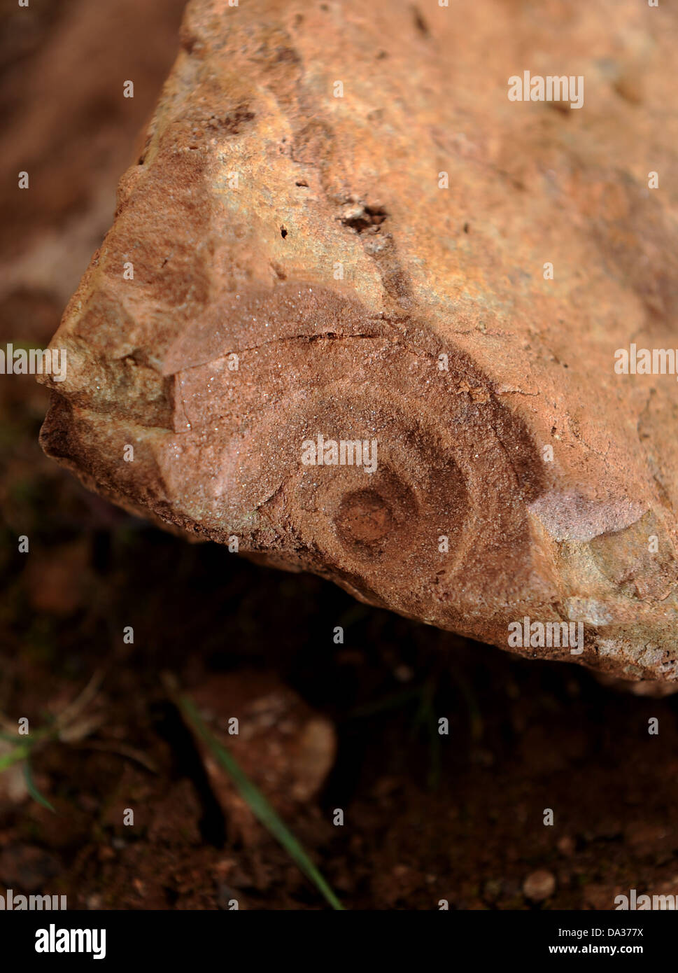 Un escargot fossile qui a un anti-horaire sur sa coquille en spirale, montrant que l'escargot était à l'origine sous l'équateur. Banque D'Images