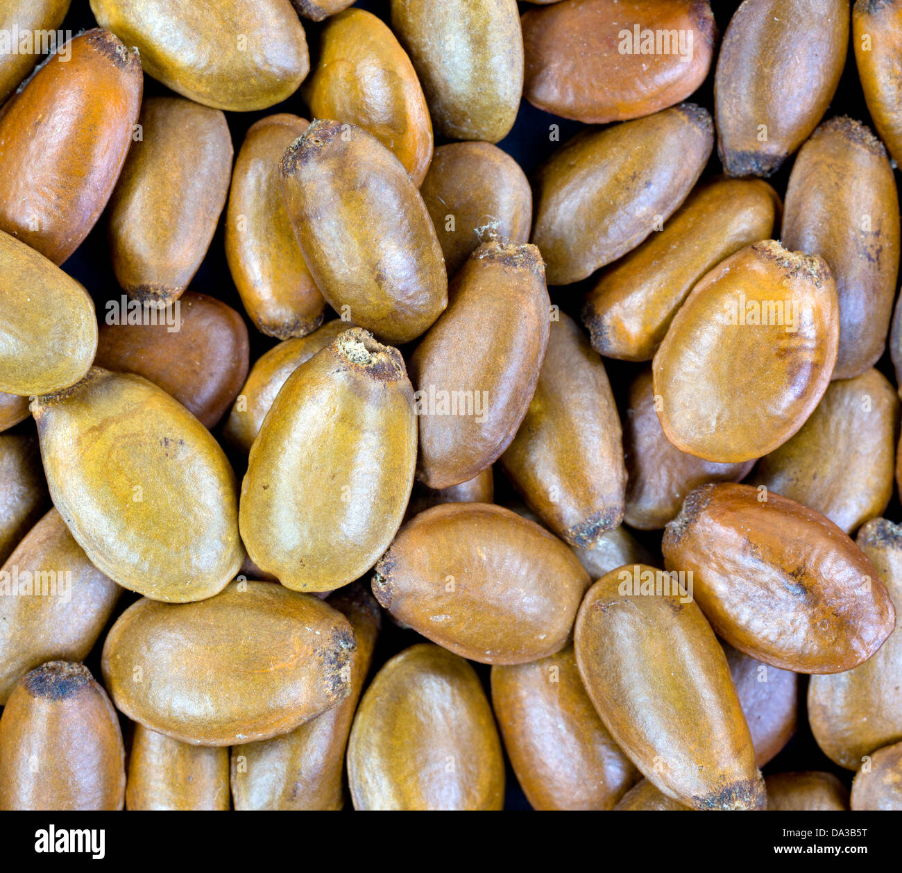 Fermer la vue de l'Annona muricata, corossol seeds. Banque D'Images