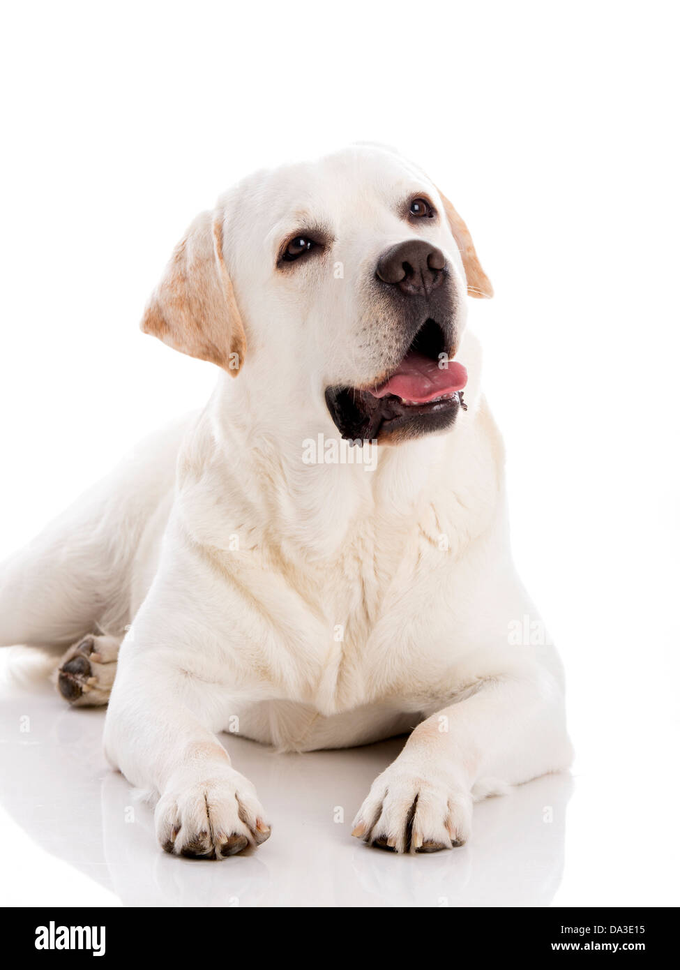 Beau Labrador retriever breed lying on floor, isolé sur fond blanc Banque D'Images